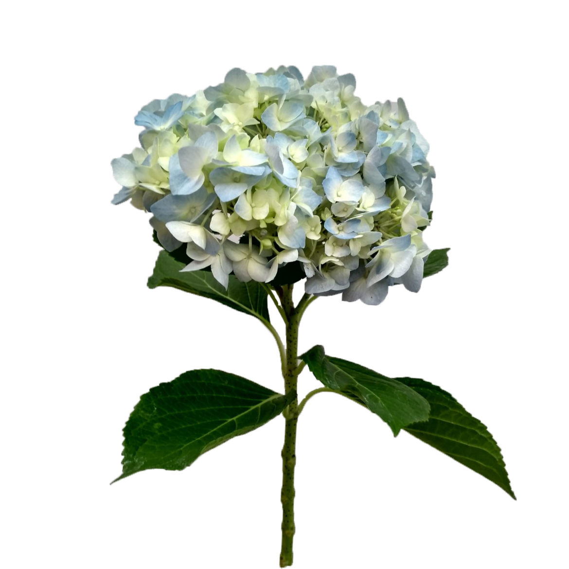 Hydrangea Aqua Blue Select
