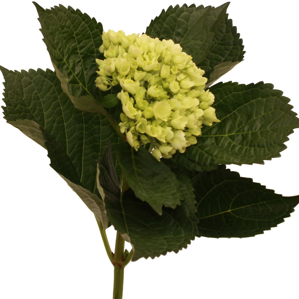 Hydrangea Baby Green