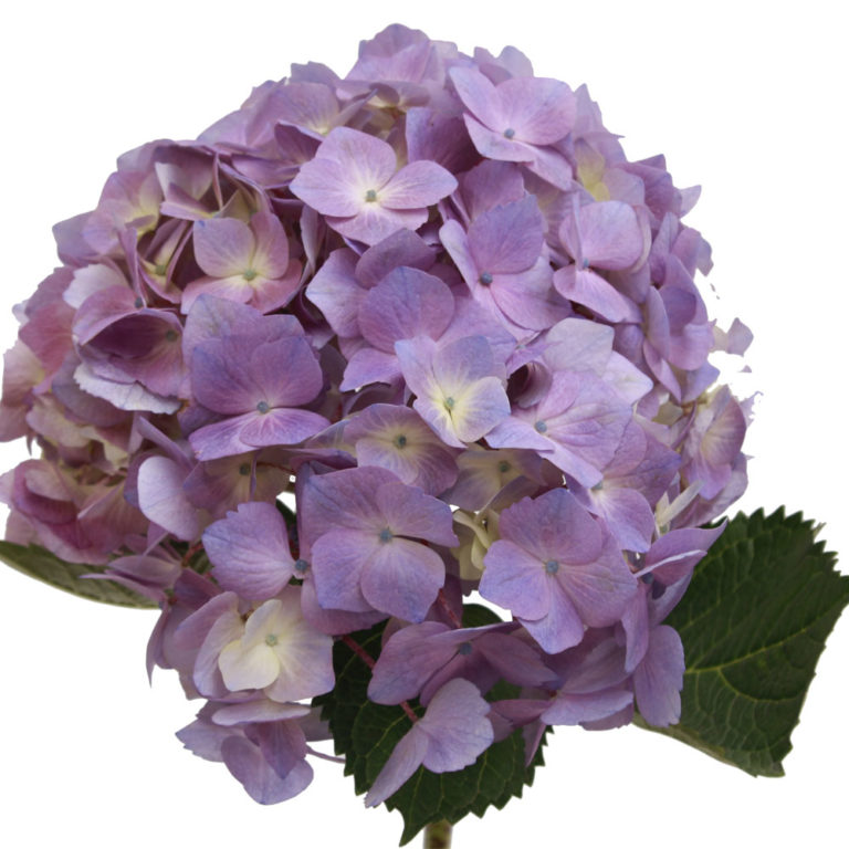 Hydrangea Elite Lavender
