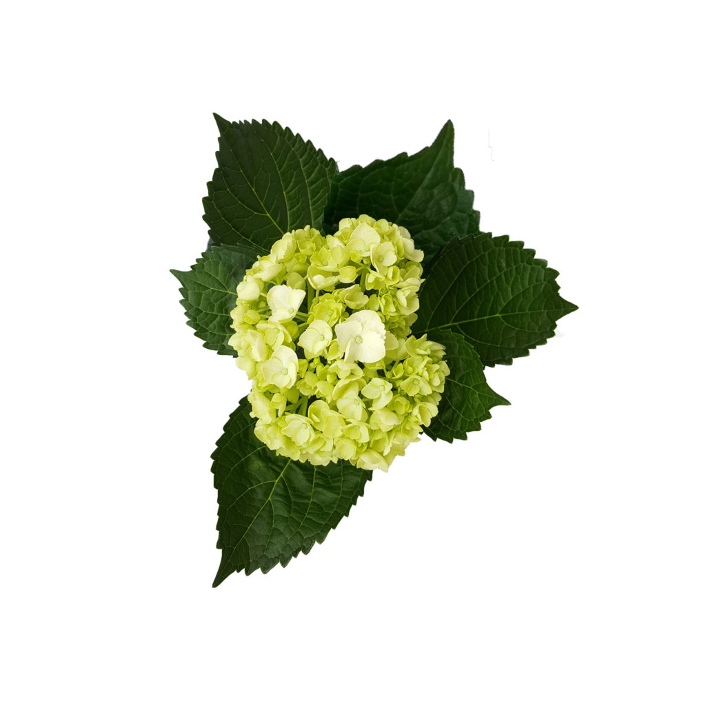 Hydrangea Baby Green